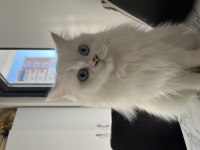 Biricik British Longhair Kızımıza Yeni Yuva Arıyoruz