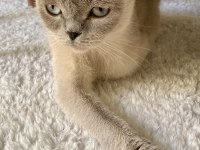 Scottish Fold Kedimizi Sahiplendirme