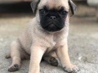 Mops erkek dişi uygun pug