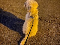 Maltipoo hiçbir sağlık sorunu yok
