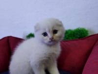 MUHTEŞEM GÜZELLİKTE BEYAZ SCOTTİSH FOLD YAVRULARIMIZ