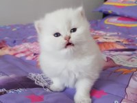 Kalite Kediler Tesadüf Değildir