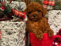 Ankara Nın En Güzel Toy Poodle Yavruları