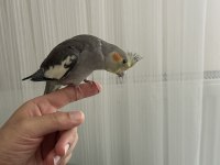 2 aylık ele gelen sultan papağanı