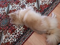 Pomeranian spitz latte kızımıza yuva arıyoruz