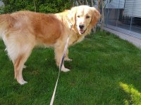 Ücretsiz sahiplendirme golden retriever köpeği