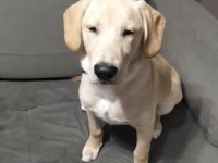 5.5 Aylık Labrador Bütün Aşıları Yapıldı Çipi Takıldı