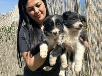Dişi border collie yavrularım
