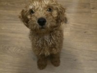 Toy Poodle Yavrumuza Yeni Yuva Arıyoruz