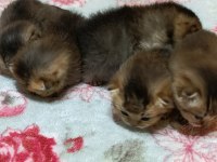 Safkan evde bakılan scottish fold yavrular