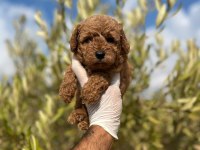 TOY POODLE a kalite