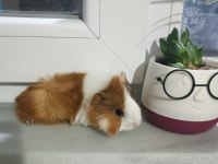 Yavru peruvan guinea pig
