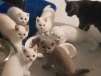 Koca kafa bir yıl be scottish fold kediler