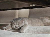 Scottish fold Behlül e iyi bakacak bir yuva arıyoruz