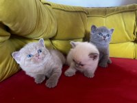 Yavru kedim british shorthair