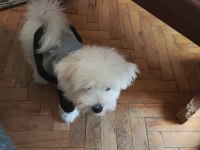 Anne Maltipoo Baba Maltese