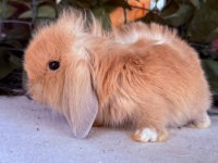 Orjinal Hollanda Teddy Lop Tavşan Yavrular