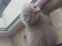 3 aylık scottish fold
