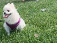 3 yaşında pomeranian boo