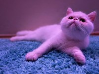 Exotic shorthair sağlıklı erkek yavrumuz