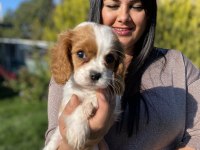 Cavalier king charles yavrularım