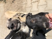 Şirin Av Köpeği Yavruları Sahiplendirilecektir