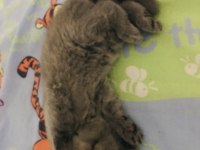 TOP KAFA AYI SURAT A KALİTE ŞECERELİ BABADAN YAVRU KEDİLER