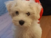 Bir buçuk aylık maltese terrier