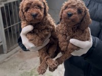 Toy Poodle Bebekler Yeni Yuvasına Gitmeye Hazır