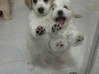 45 günlük köpeklerimiz