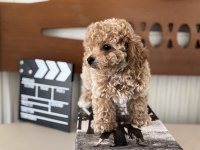 Show kalite Tea cuo kore maltipoo yavrumuz