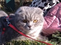 ÜCRETSİZ SAHİPLENDİRME SCOTTİSH FOLD KEDİSİ