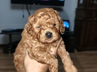 Toy poodle yavrularımız sahiplendirilecek