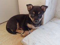 Minyatür Pinscher Dişi