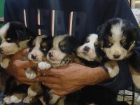 Bernese mountain dog