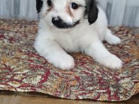 3 sevimli çocuk morkie