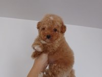 Yumoş poodle bebekler