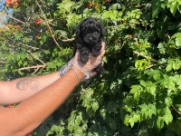 SHOW KALİTE TOY POODLE
