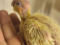 El besleme kuşlar ister şimdi al ister 15 gün sonra al