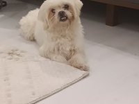 ERKEK MALTESE TERRİER