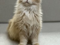 Yakışıklı golden british longhair erkek