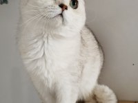 Scottish fold shorthair ns11 erkek