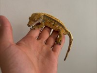 Crested gecko