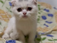 Scottish fold erkek yavrumuz
