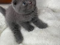 Scottish fold yavrular