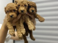 Toy poodle yavrularımız yeni yuvalarını arıyor