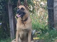Kangal köpeği ve alman kurdu
