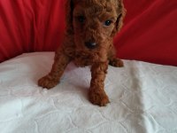 Ankaranın en seçkin toy poodle yavruları