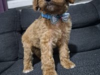 Toy poodle yavrular tuvalet eğitimli