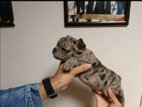 French bulldog 2 aylık